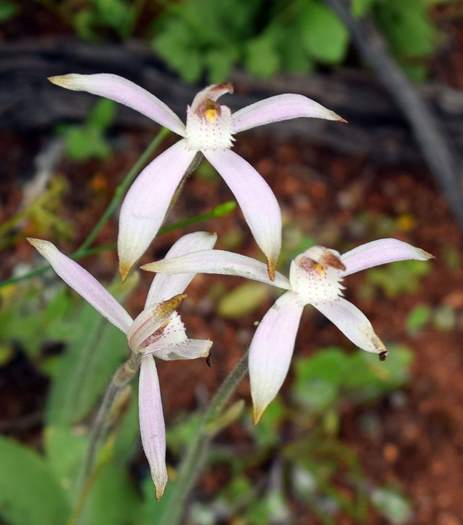 Caladenia - Spider Orchid-Camel-Soak-3-Orchid-Ridge-Sep-2018p0003.JPG